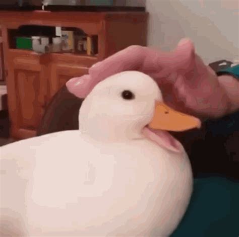 duck gifs